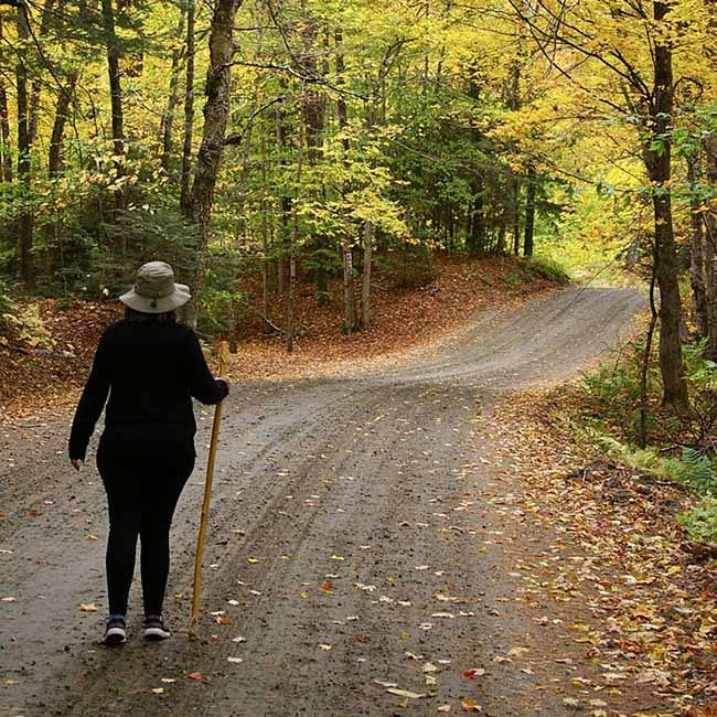 A woman in walking apparel with a walking stick standing on the path surveying her upcoming hike. Brown and gold leaves on ground contrast with golden leaves on trees.
